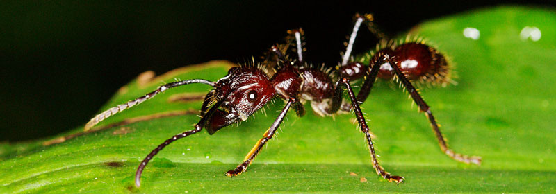 Amazon Paraponera clavata