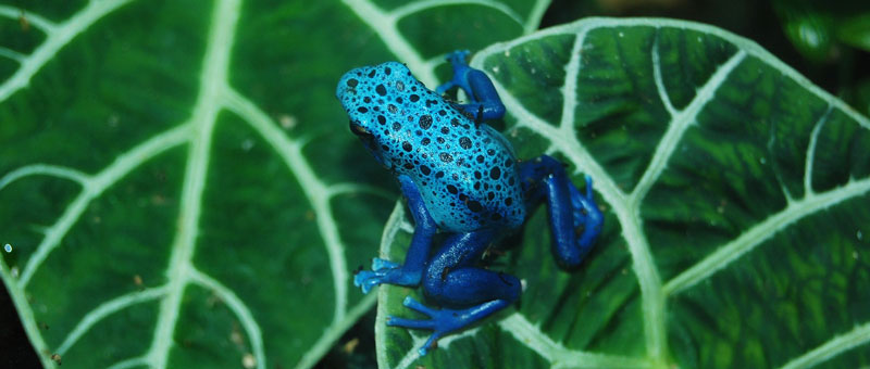 Jungle Poison Frog