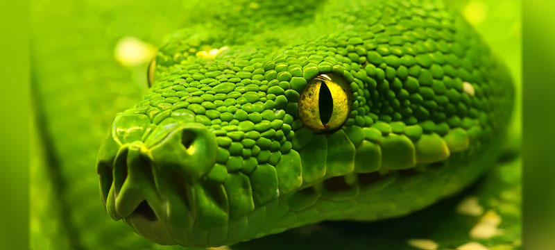 Animal Green Anaconda