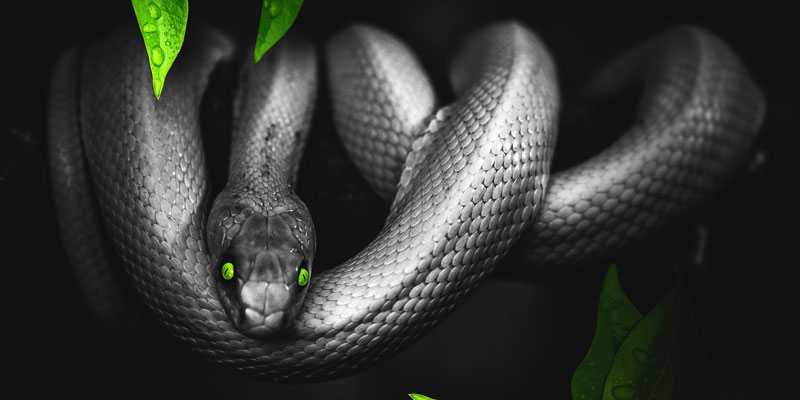 Animal Dangerous black snake